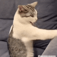 Cat Meme GIF