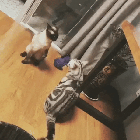 everybody is kung fu fighting GIF