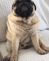 Adorable Pug Suddenly Remembers Something Important