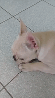 Guilty Dog Bursts Into Tears After Being Blamed for Pooping in House