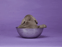 william wegman GIF by Photojojo