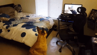 Howling Dog Inception Craze Continues