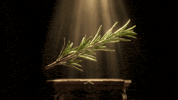 Alecrim Rosmary GIF