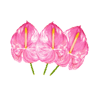 Flores Ps Eu Te Amo Sticker by Trend Lab Code