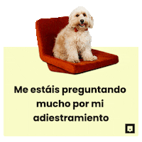 NubikaFormacion dog animal dogs perro Sticker