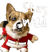 Corgi Stay Sticker