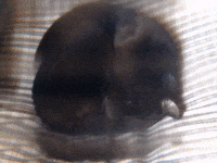 art love GIF
