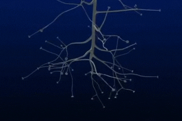 firing neuron GIF