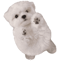 Dog Jump Sticker