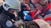 Cat Rescued From Rubble of Residential Building in Kyiv