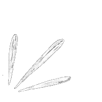 Accent Sticker