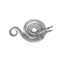 Marine Biology Swimming Sticker by The Wild Curiosity