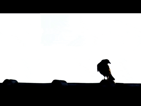 whyimurderedmyroommate giphyupload confident confidence got this GIF