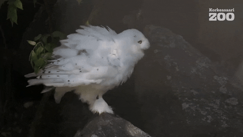 Shaking Snowy Owl GIF by Korkeasaari Zoo