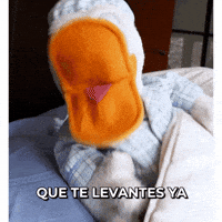 SanPitoPato donald duck pato pato donald san pito pato GIF