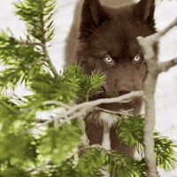 Red Husky GIF