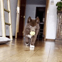 Red Husky GIF
