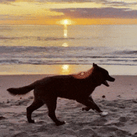 Red Husky GIF