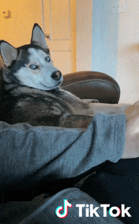 Dog Chien GIF by TikTok France