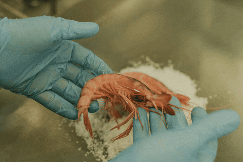 Valencia Gambas GIF by Estudio LaBase