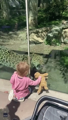 Here, Kitty Kitty! Toddler Shows Off Stuffed Cat to Leopard at Philadelphia Zoo