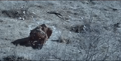 music video bird GIF by Lady Gaga