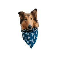 Collie Lennox Sticker by Geekster Pets