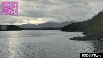 time lapse love GIF by explore.org