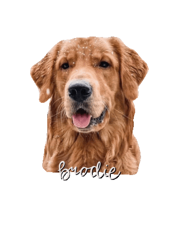Golden Retriever Brodie Sticker