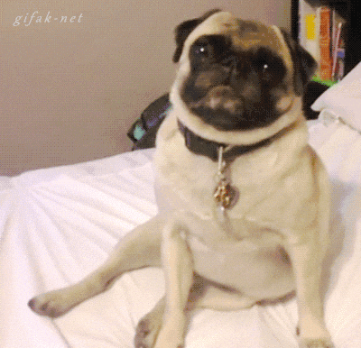 Dogs Smile GIF