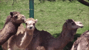 OaklandZoo hello animals zoo chew GIF