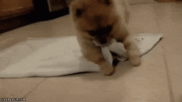 Video gif. A puppy lays on a small blanket on a tile floor. Holding one corner of the blanket in its mouth, it rolls over, wrapping itself up. Text, "Goodnight."