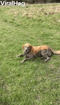 Golden Retrievers Find the Perfect Mud Puddle