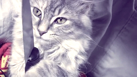 cat try me GIF