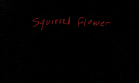 GIF by Polyvinyl Records