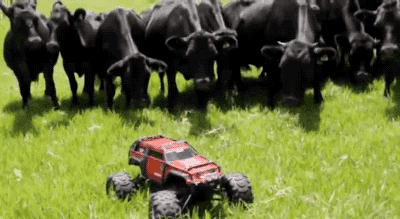 cow rc car GIF