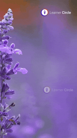 GIF by Learner Circle