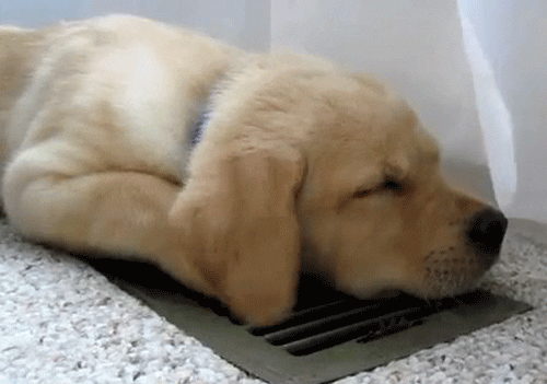 Air Conditioning Dog GIF
