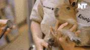 san diego news GIF by NowThis 