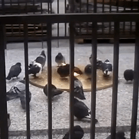 Roasted Pigeons!