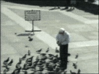 pigeons GIF