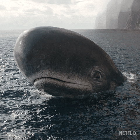 Sad One Piece GIF by NETFLIX