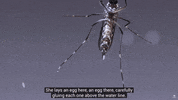 Protect Public Health GIF by SGVmosquito