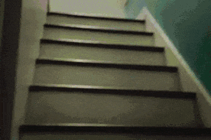 Dogs Stairs GIF