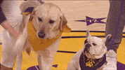 los angeles lakers hello GIF by NBA