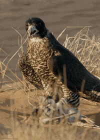 Bird Chilling GIF