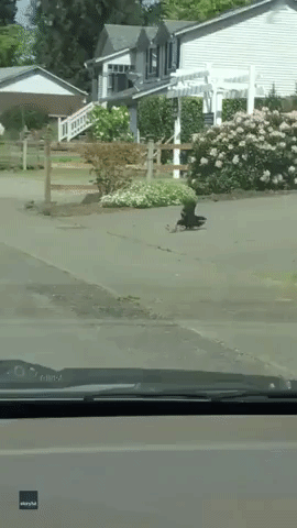 Momma Rabbit Chases off Crow Attacking Her Baby
