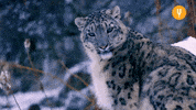Looking Big Cat GIF by CuriosityStream