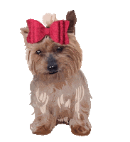 Cute Dog Sticker
