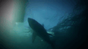 discovery channel relax GIF by Discovery Europe